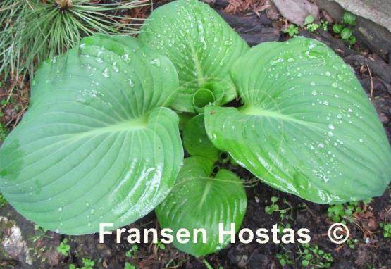 Hosta Mississippi Delta